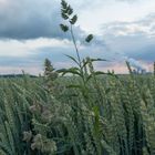 Auch in der Natur steckt Energie