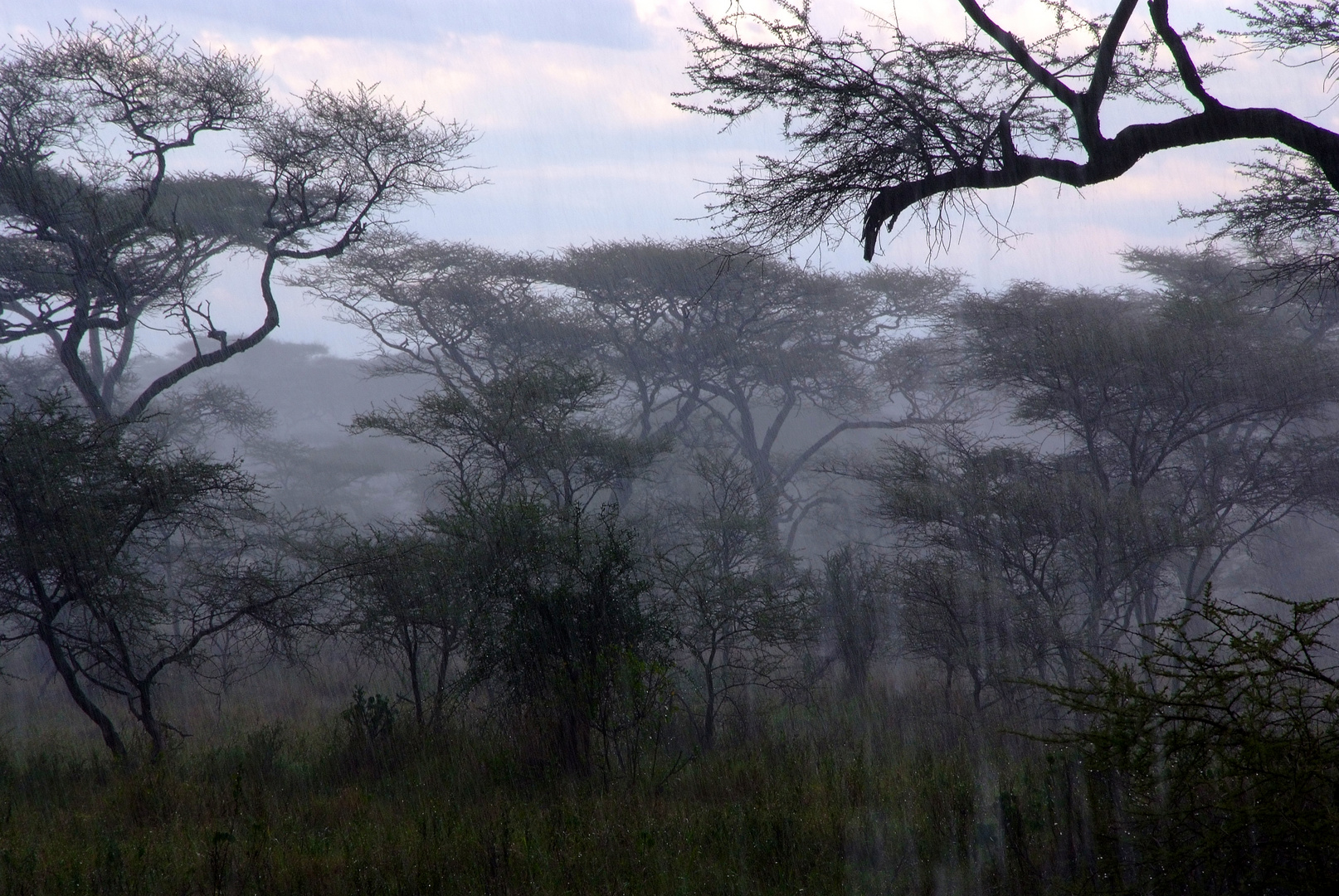 Auch in der Serengeti kann es regnen ;)