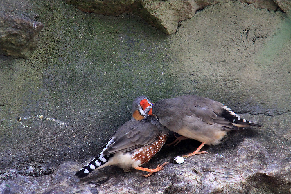 Auch in der Vogelwelt....