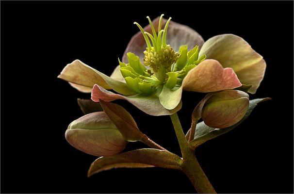 Auch in der winterlichen Zeit gibt es wundervolle Blumen - ( Stacking Bild ) 