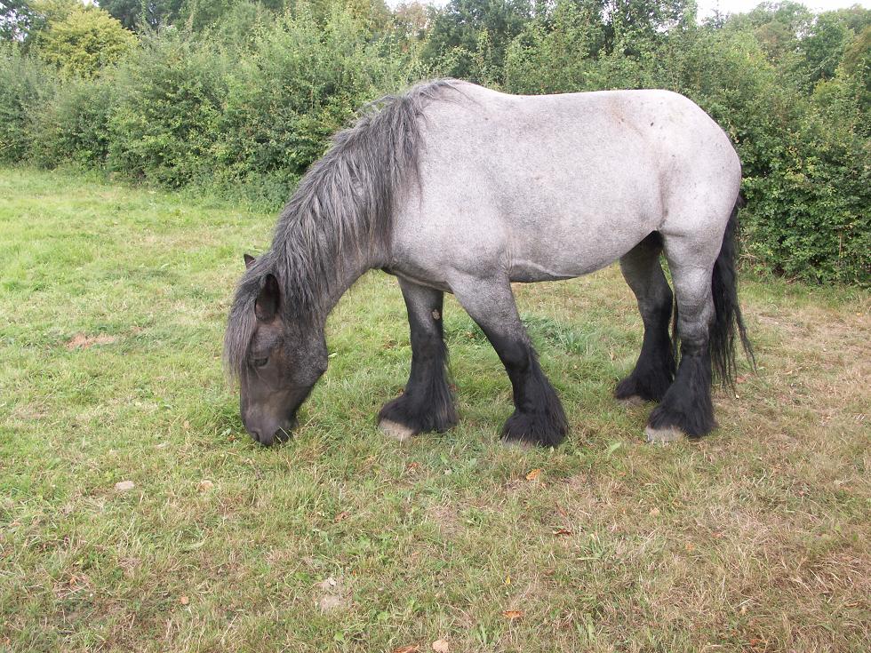 Auch in Detmold eine toller Grey Roan