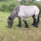 Auch in Detmold eine toller Grey Roan