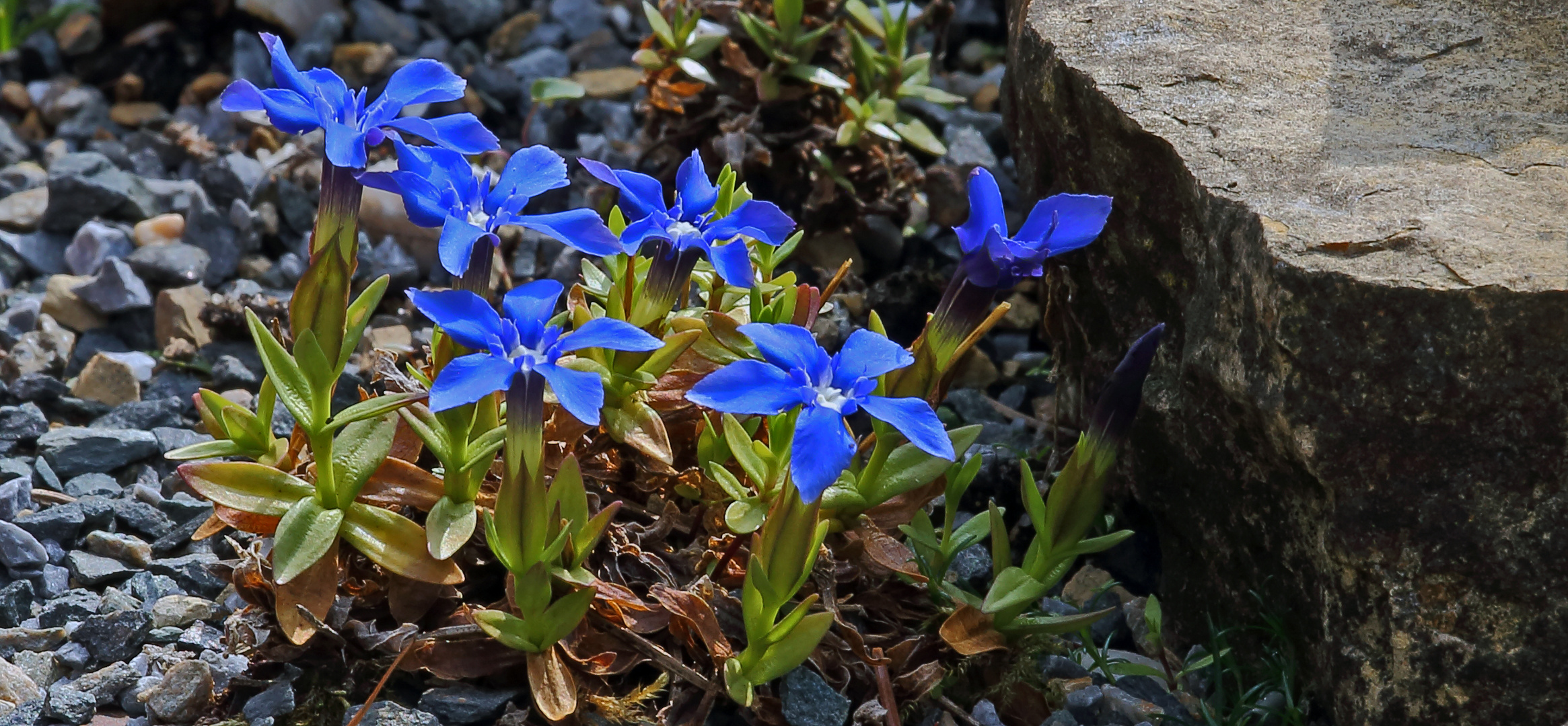 Auch in diesem Jahr gehört der Frühlingsenzian  Gentiana verna zu meinen größten Raritäten...