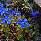 Auch in diesem Jahr gehört der Frühlingsenzian  Gentiana verna zu meinen größten Raritäten...