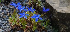 Auch in diesem Jahr gehört der Frühlingsenzian  Gentiana verna zu meinen größten Raritäten...