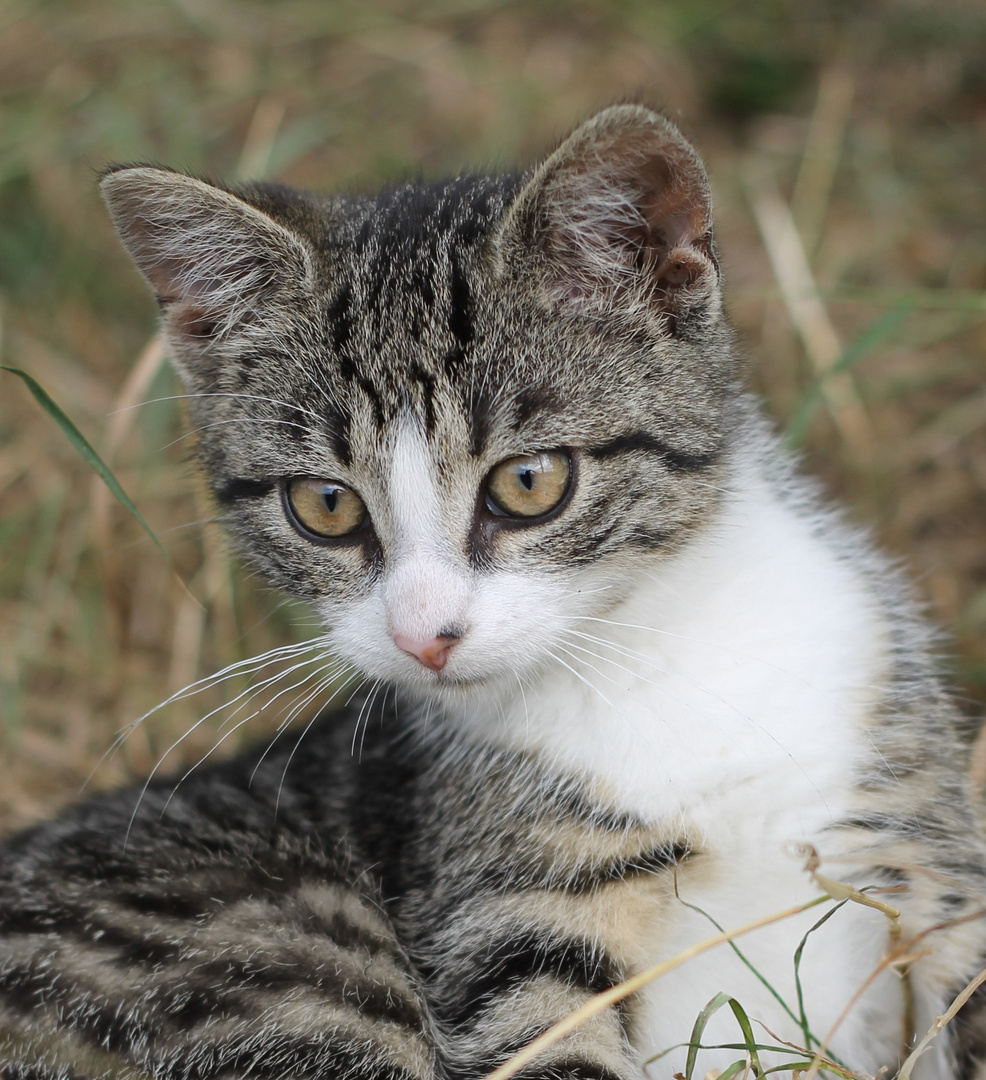 ....auch in Dresden...Miezekatze...an der Elbe