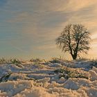 Auch in einen Baum kann man sich verlieben ...