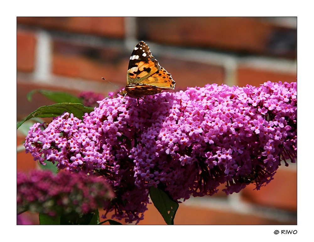 auch in Greetsiel gibt es Schmetterlinge........