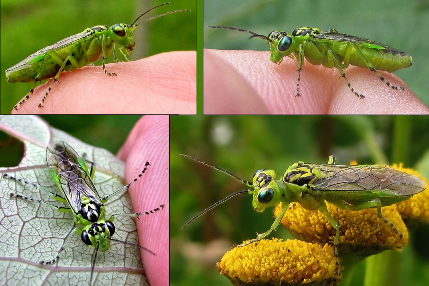 Auch in grün, Rhogogaster viridis, oder auch nicht.