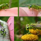 Auch in grün, Rhogogaster viridis, oder auch nicht.