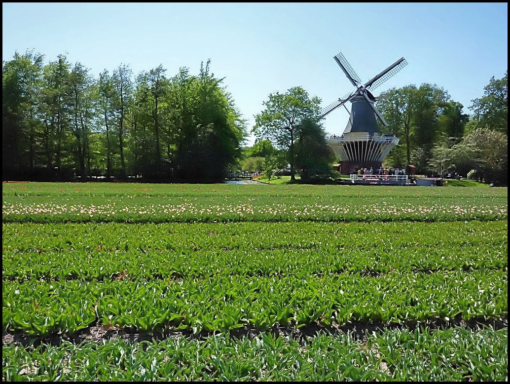Auch in Lisse ( Holland ) steht eine alte Mühle