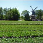 Auch in Lisse ( Holland ) steht eine alte Mühle