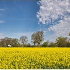 auch in meinem Dorf gibt es Rapsfelder