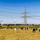 AUCH IN MUH-KREISEN WIRD WIEDERKÄUEND ÜBER DIE ENERGIEFRAGE GELABERT