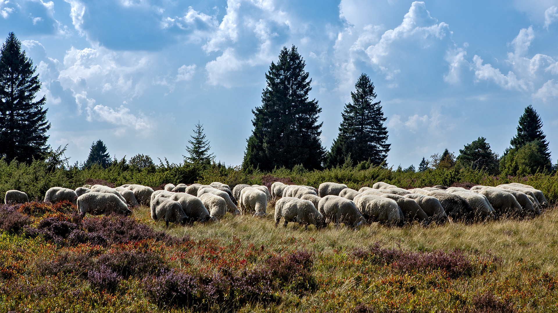 Auch in NRW gibt`s Heideflächen mit Schafen
