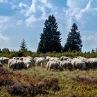 Auch in NRW gibt`s Heideflächen mit Schafen