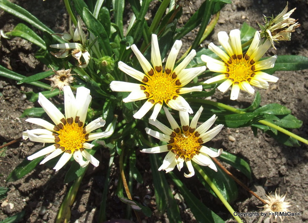 auch in Omas Garten