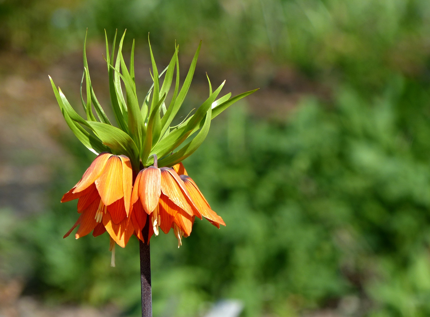 auch in orange sehr edel