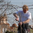 Auch in Spanien müssen die Reben geschnitten werden