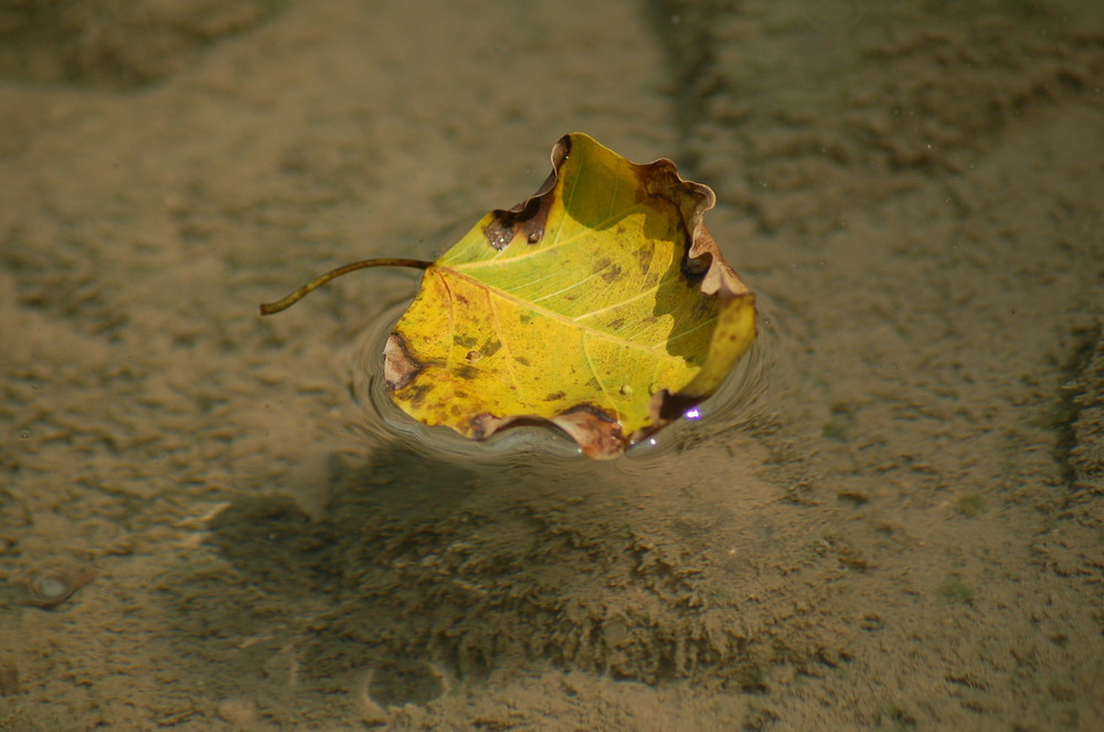 Auch in Thailand gibt es schwimmende Blätter...