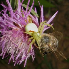 Auch in Ungarn lauert die Krabbenspinne Misumena vatia auf Bienen.