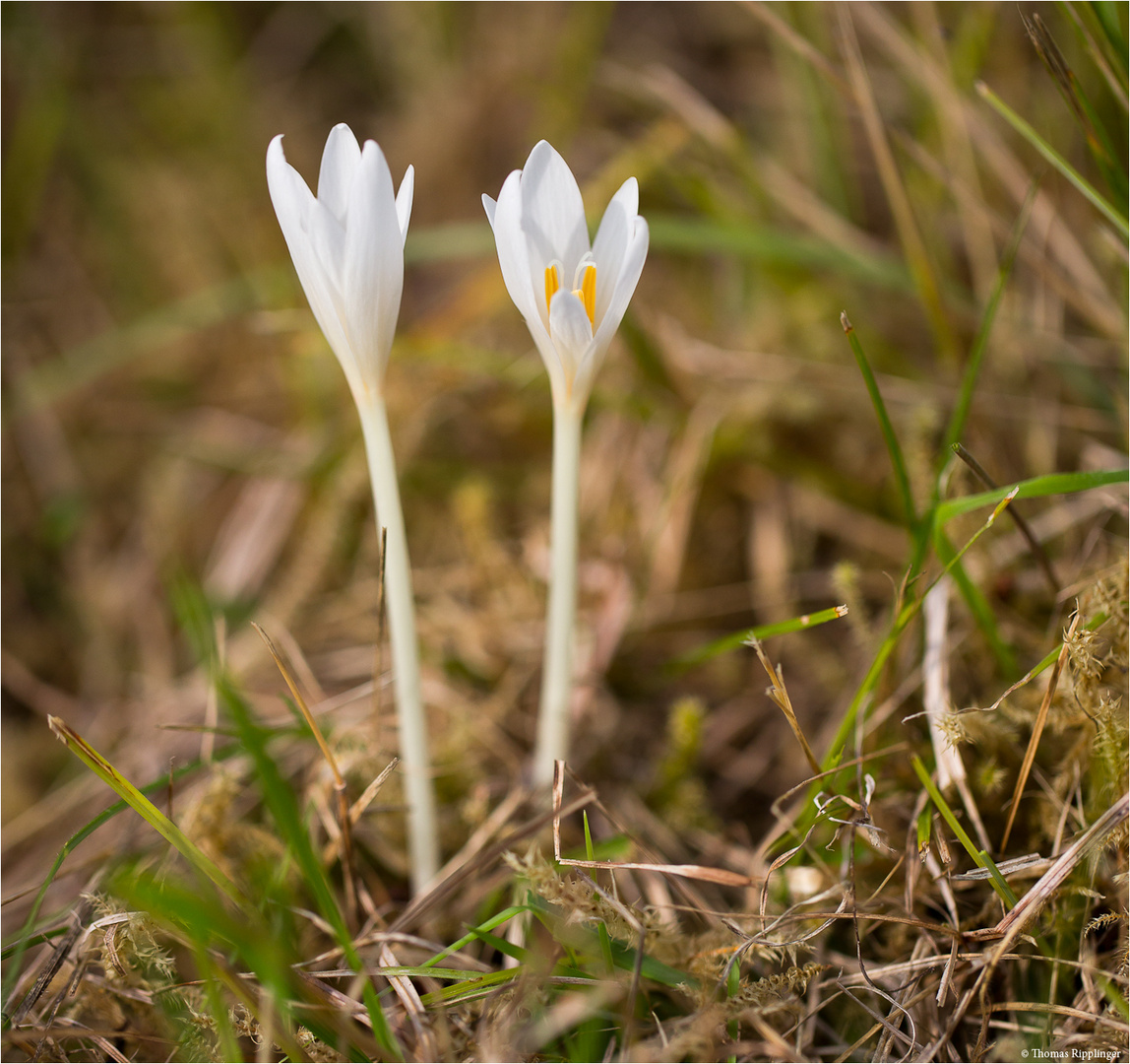 Auch in weiß die Herbstzeitlose (Colchicum autumnale)