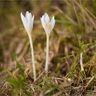 Auch in weiß die Herbstzeitlose (Colchicum autumnale)