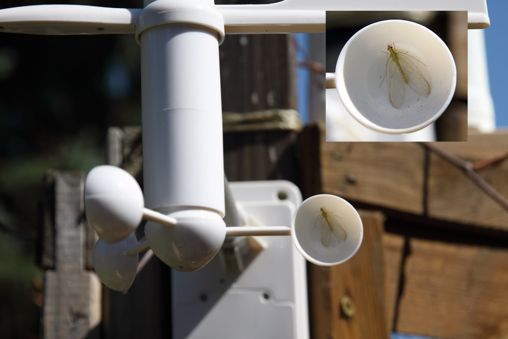 Auch Insekten fahren gerne Karussell