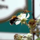 Auch Insekten lieben Erfrischungen......