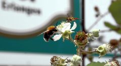 Auch Insekten lieben Erfrischungen......