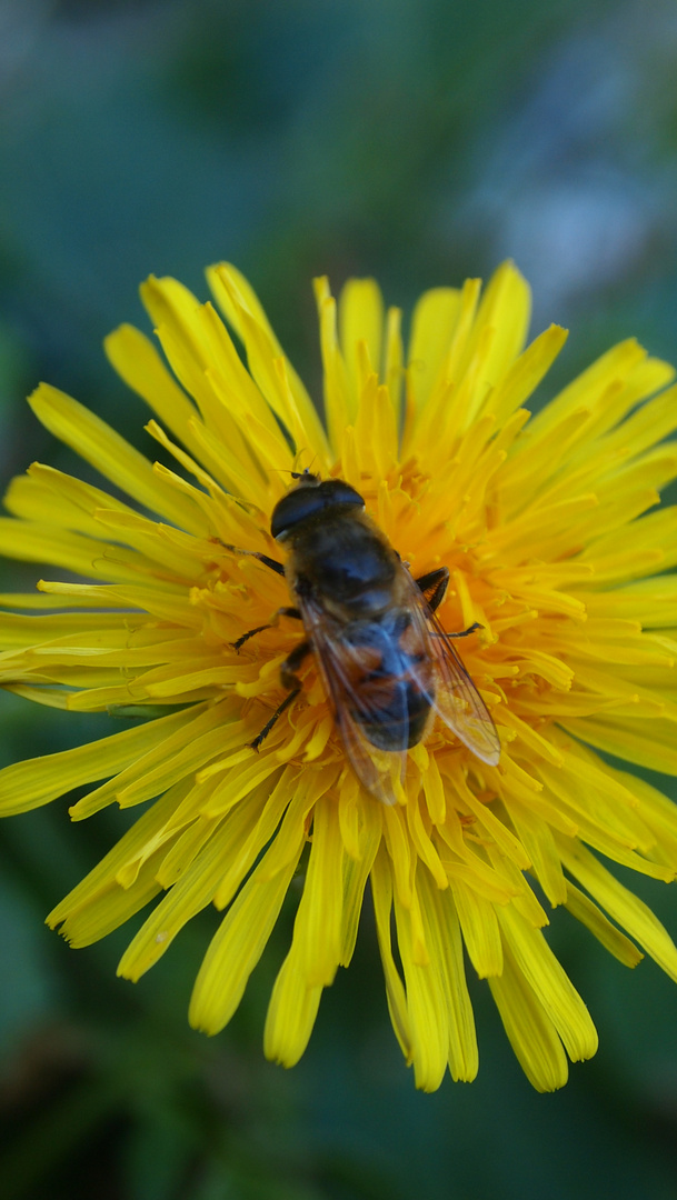 auch Insekten sonnen sich