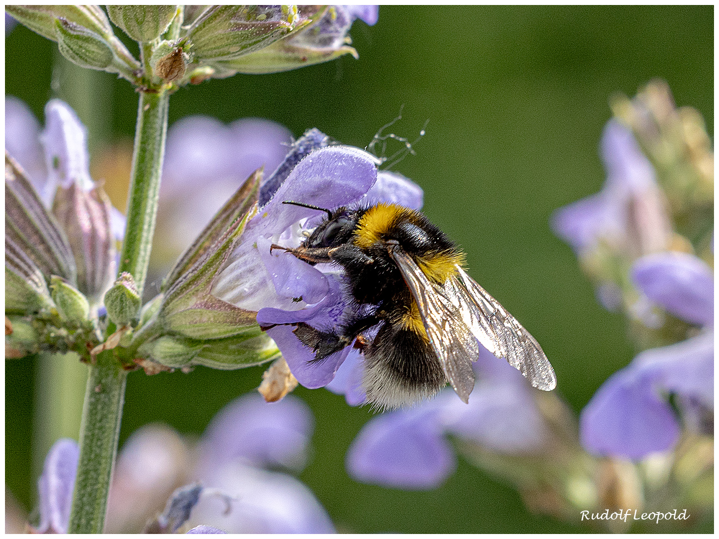 Auch Insekten wissen, was schmeckt 