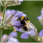 Auch Insekten wissen, was schmeckt 