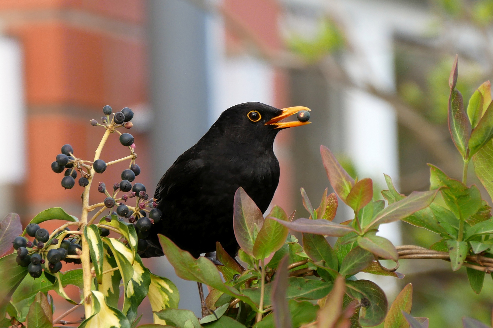 Auch jetzt noch lecker: Efeubeeren!