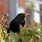 Auch jetzt noch lecker: Efeubeeren!