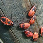 auch juvenile Feuerwanzen dabei mit anderer Zeichnung