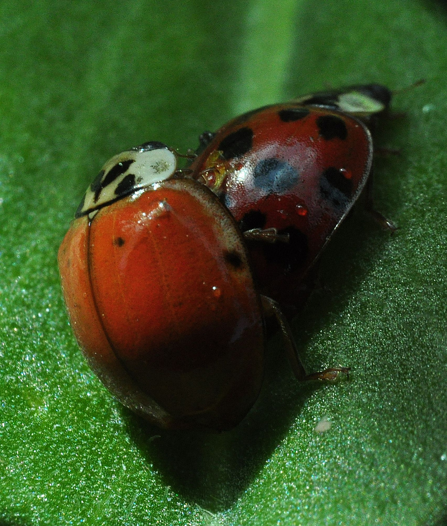 auch Käfer schwitzen