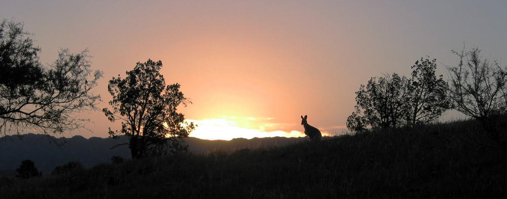 Auch Känguruhs mögen Sonnenuntergänge