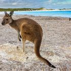 Auch Känguruhs wollen an den Strand