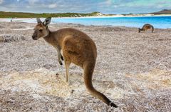 Auch Känguruhs wollen an den Strand