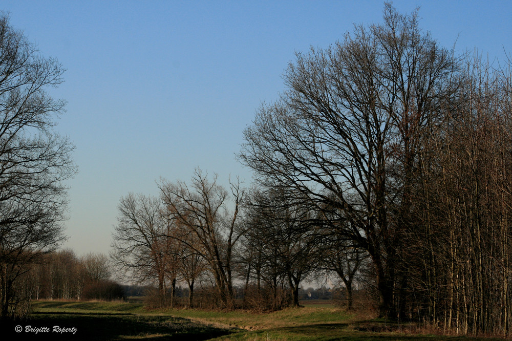 Auch kahle Bäume haben bei Sonnenschein ihren Reiz II