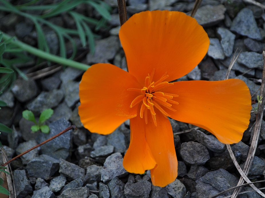 ...auch kalifornischer Mohn....