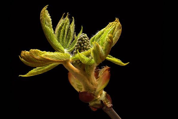 Auch Kastanien erleben einen Frühling - ( Stacking Bild ) 