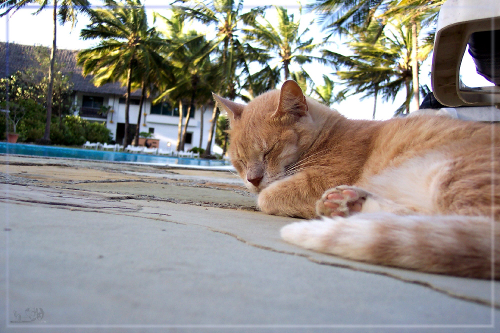 Auch Katzen brauchen Urlaub.... ;-)