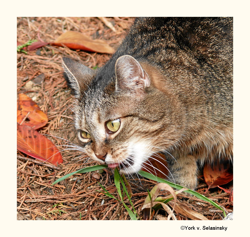 Auch Katzen fressen Gras