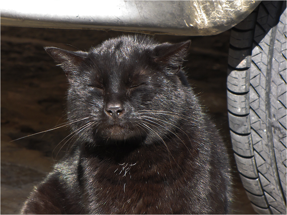 Auch Katzen genießen die milde Frühlingssonne