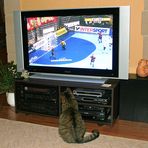 Auch Katzen interessieren sich für Handball