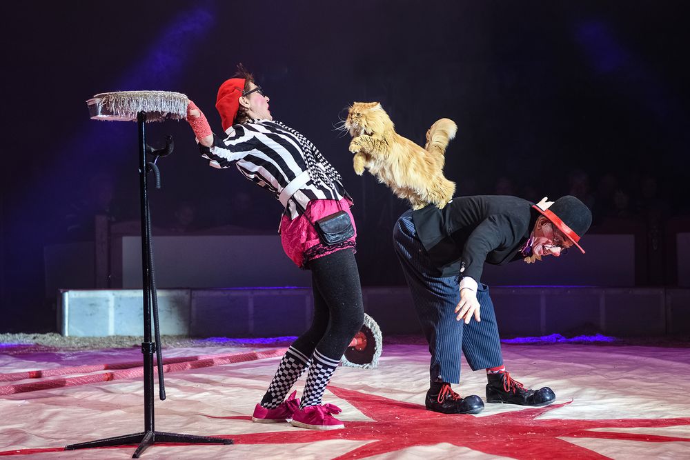 Auch Katzen können Circus