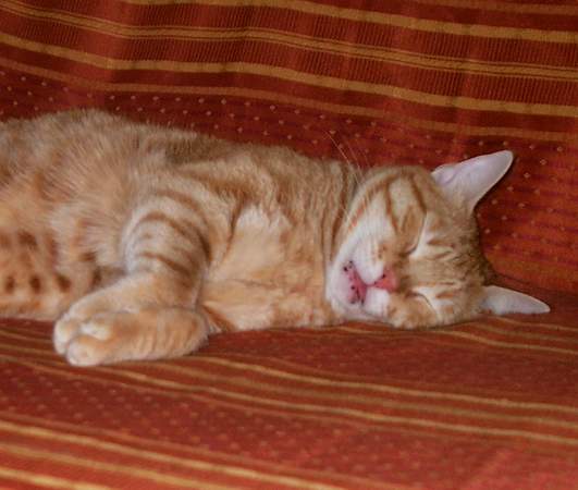 Auch Katzen können doof gucken, wenn sie schlafen ;)