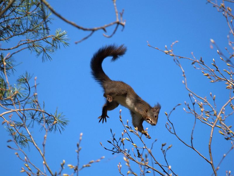 auch "Katzen" können fliegen.....